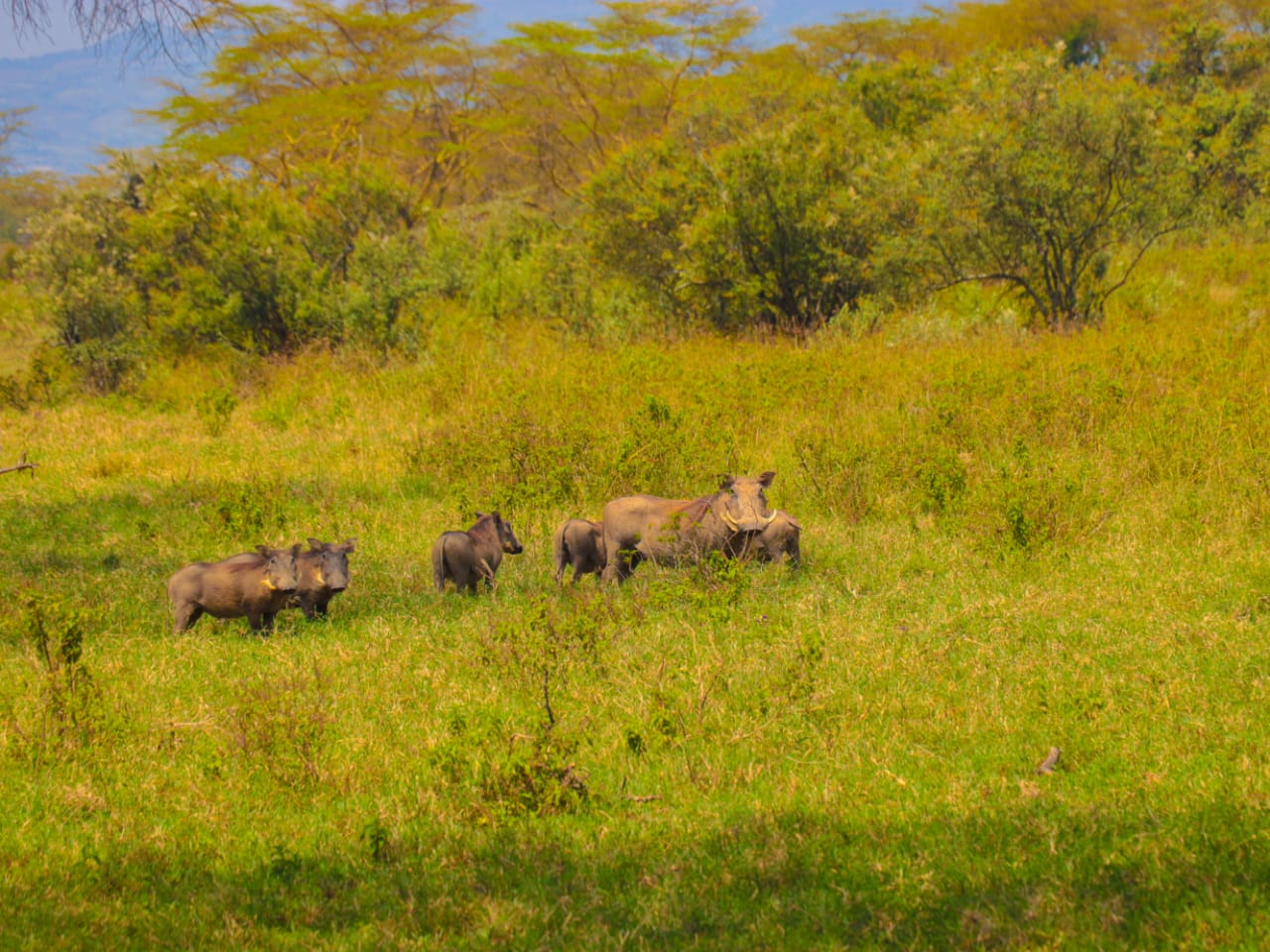 Maasai Mara Great Migration Safari