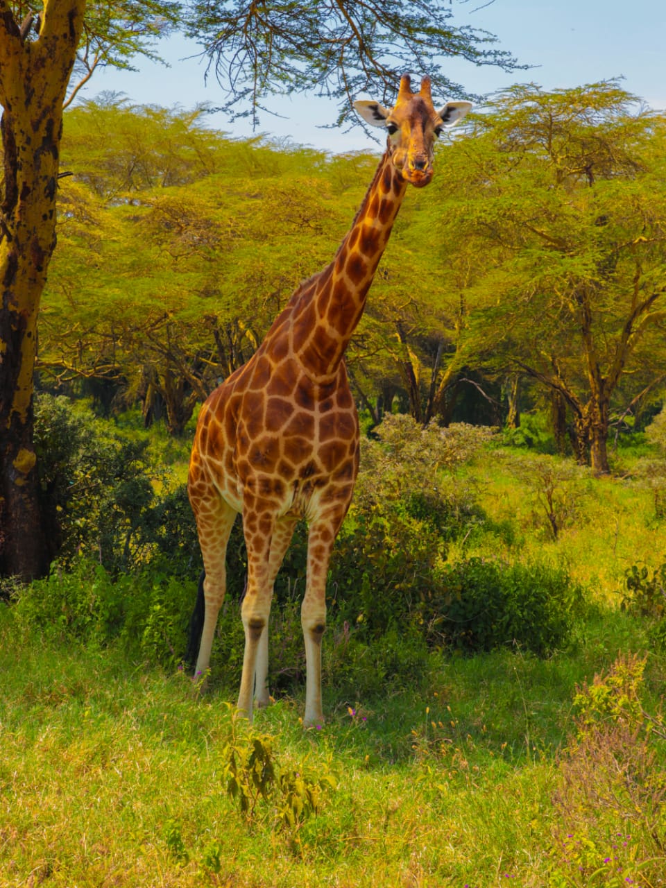 We Know Kenya