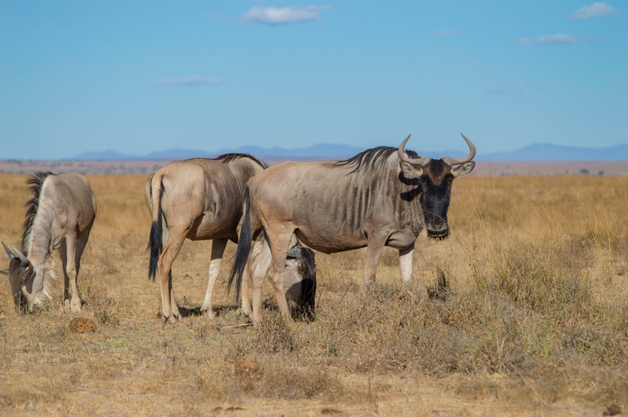 Maasai Mara Great Migration Safari